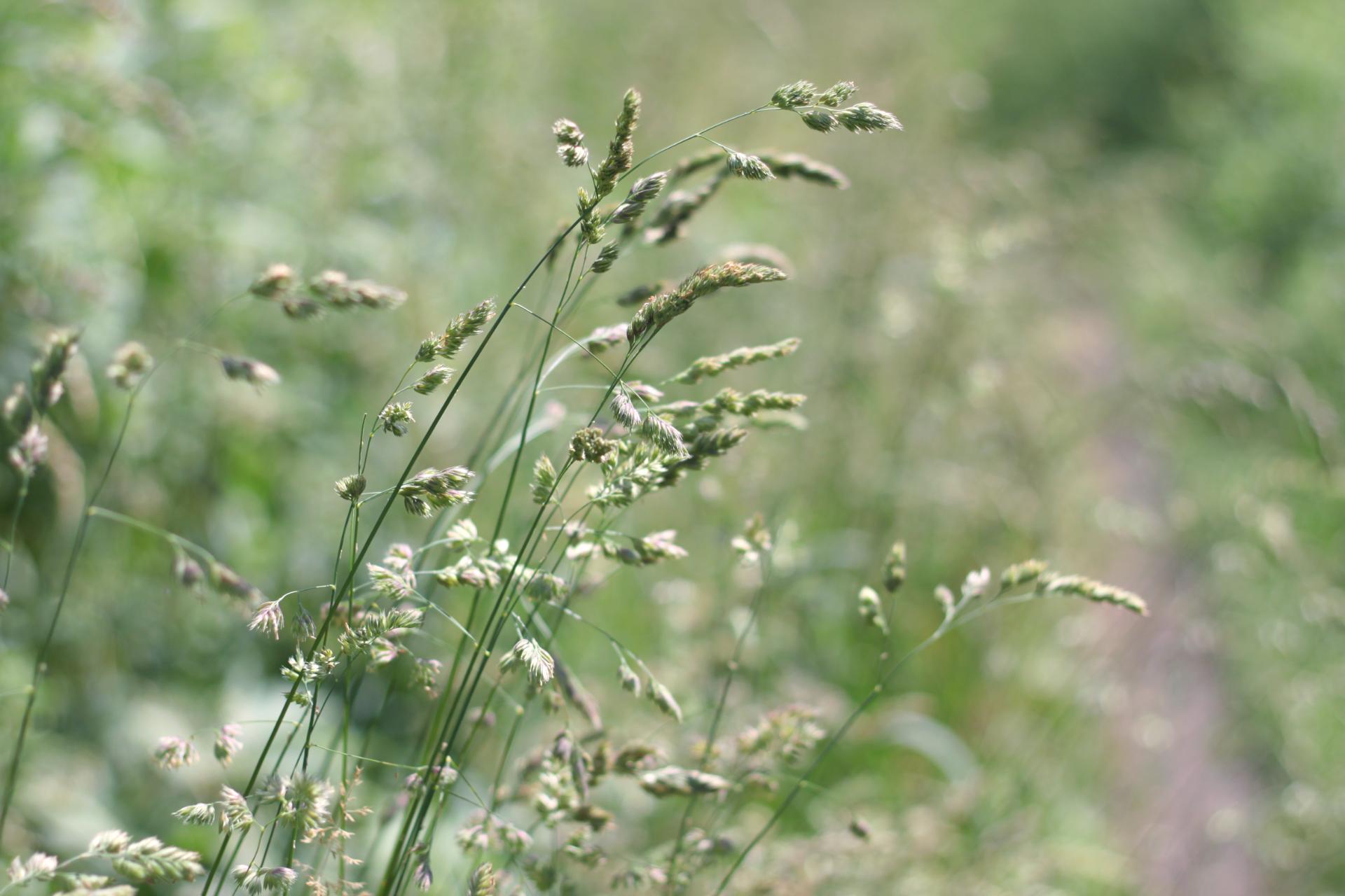 Gräser im Fokus auf Wiese